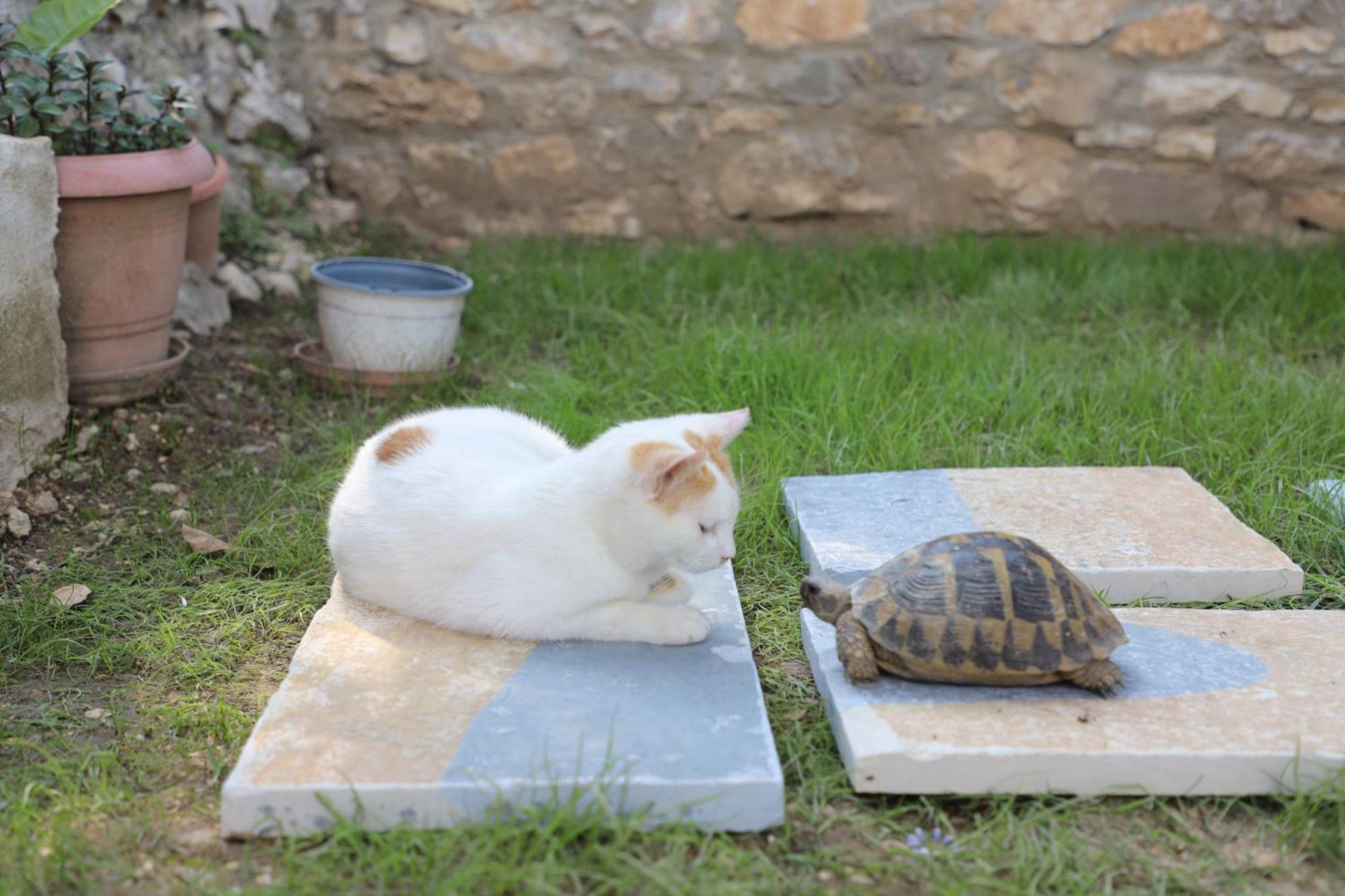 Guest House Lion Berat Esterno foto